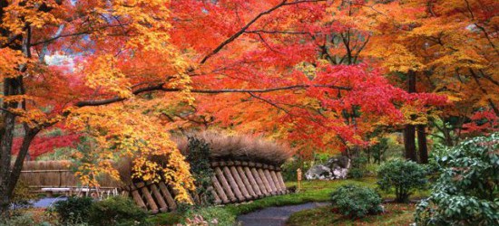 Japanese Garden